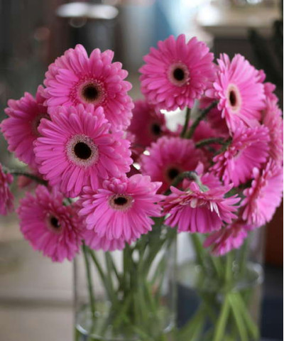 Гербера, в ассортименте