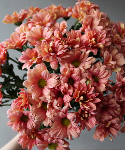 Хризантема кустовая Гранд сальмон песочная