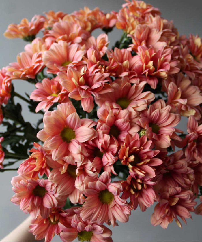 Хризантема кустовая Гранд сальмон песочная, поштучно