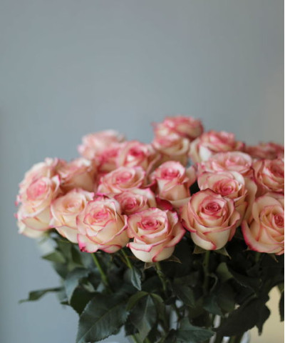 Роза Палома