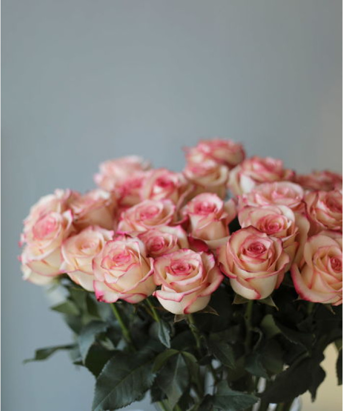 Роза Палома, поштучно