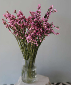 Статица розовая