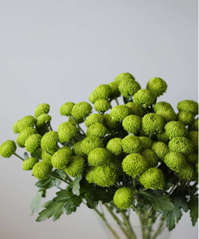 Хризантема кустовая Код Грин зелёная