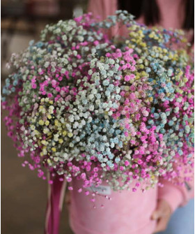 Гипсофила Рейнбоу