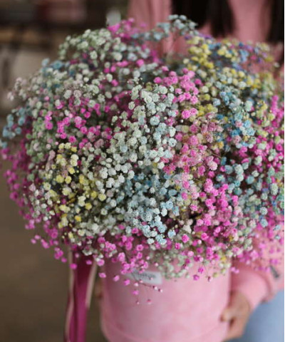 Гипсофила Рейнбоу