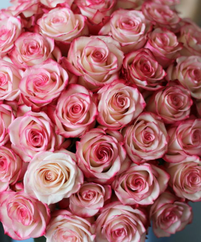 Роза Палома, поштучно