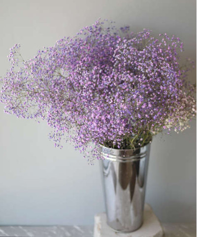 Гипсофила фиолетовая