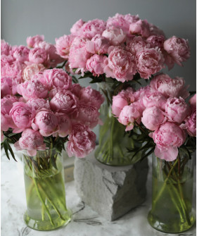 Пионы розовые, поштучно