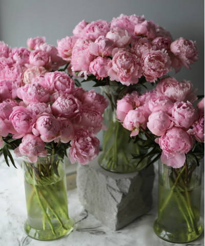 Пионы розовые, поштучно