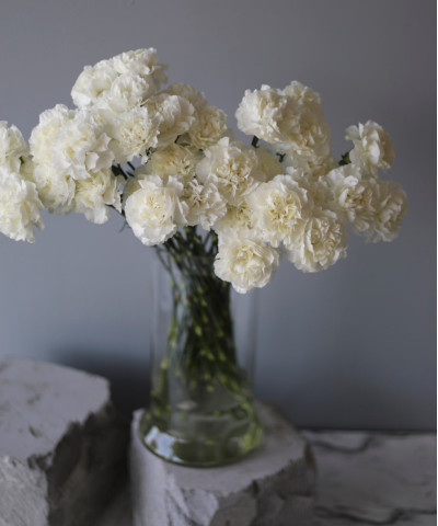 Диантусы белые, поштучно