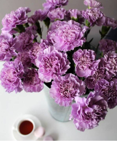 Лавандовые диантусы Мун аква