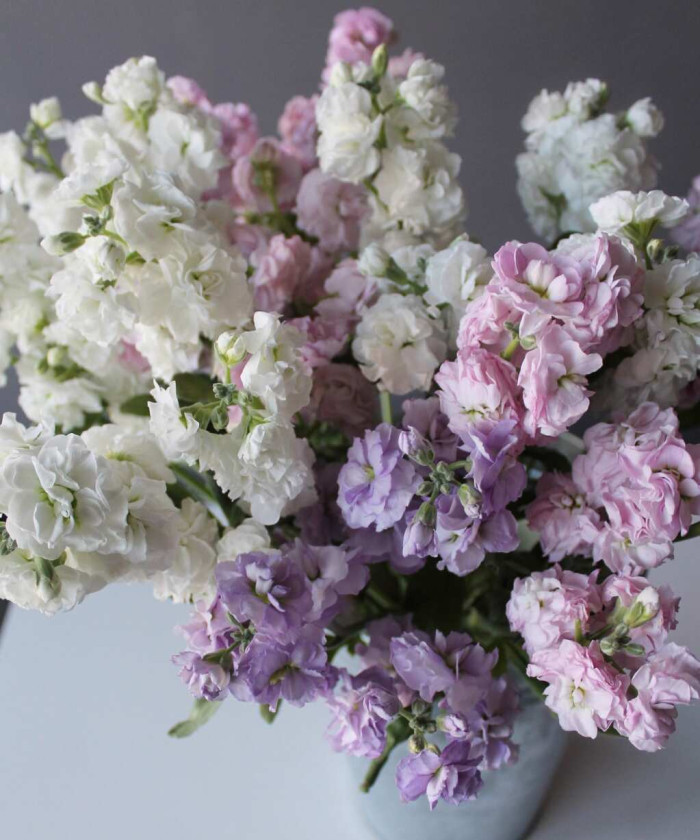 Маттиола кустовая жёлтая, поштучно