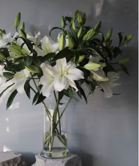 Лилия классическая Ориентал