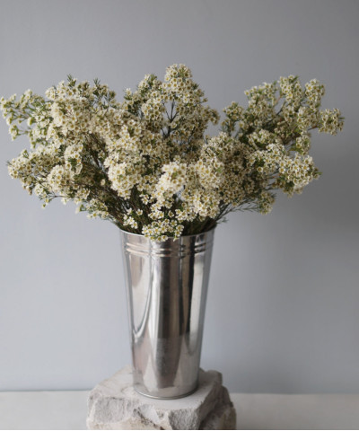 Хамелациум белый, поштучно