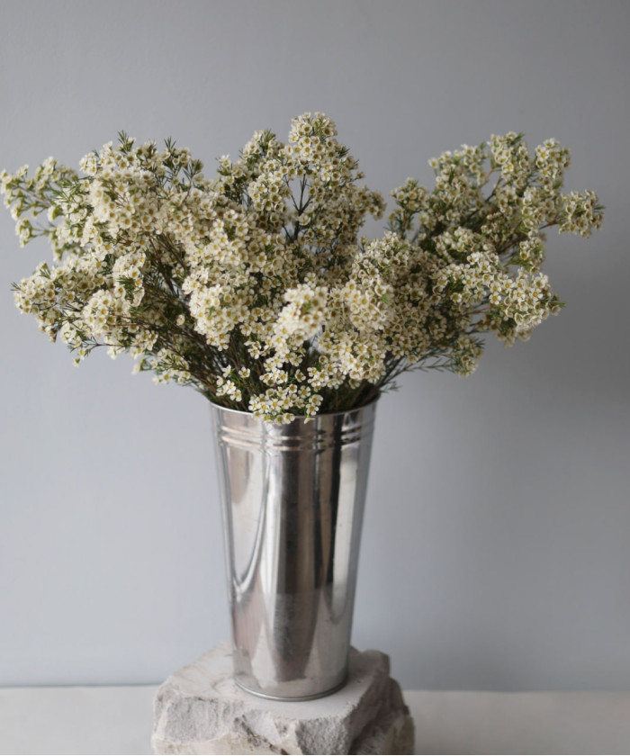 Хамелациум белый, поштучно