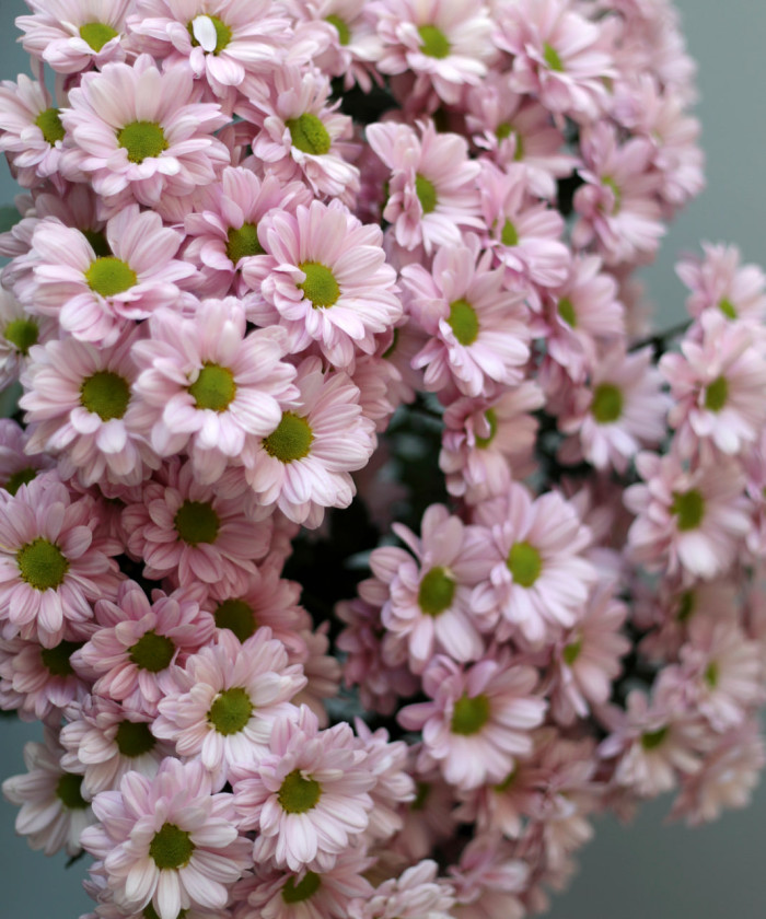 Хризантема кустовая Кеннеди пинк ромашковая розовая, поштучно 