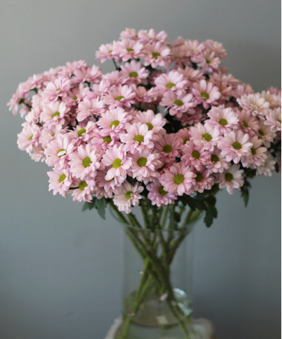 Хризантема кустовая Кеннеди пинк ромашковая розовая