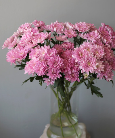 Балтика розовая кустовая хризантема