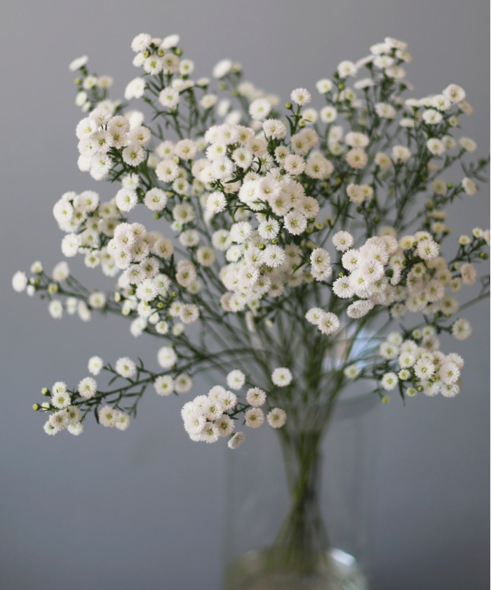 Астер, в ассортименте, поштучно