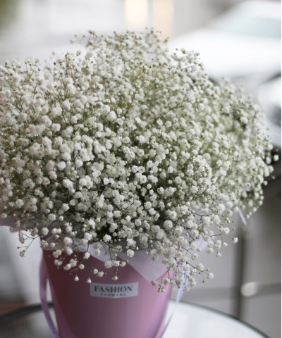Гипсофила белая, поштучно