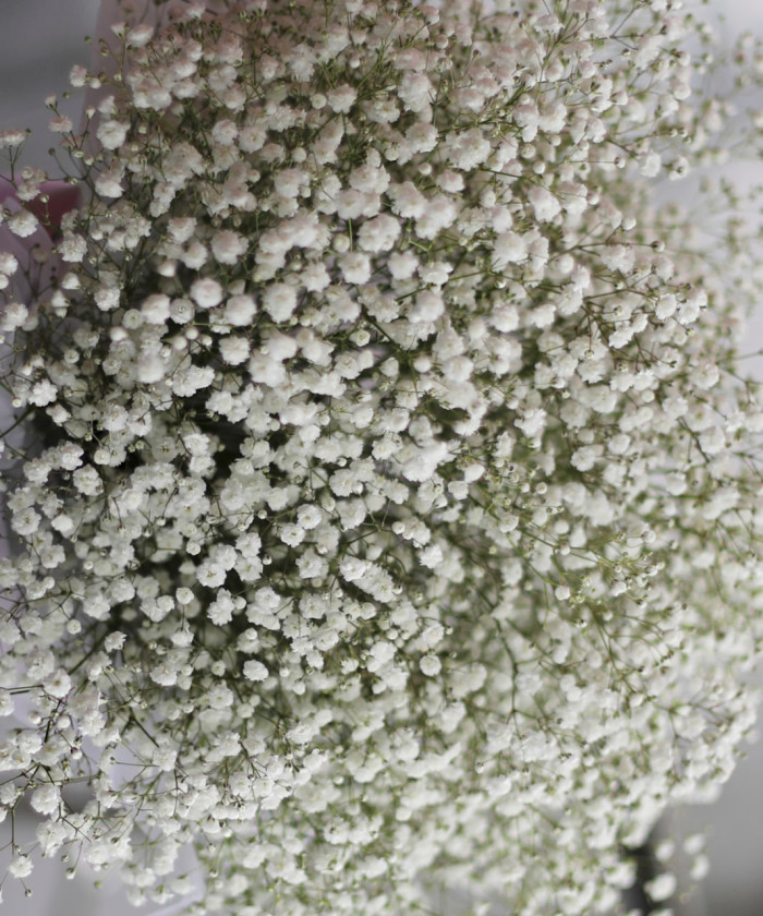 Гипсофила белая, поштучно