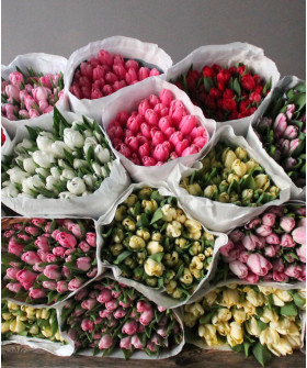 Тюльпаны Экстра