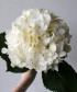 Гортензия белая, поштучно