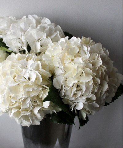 Гортензия белая