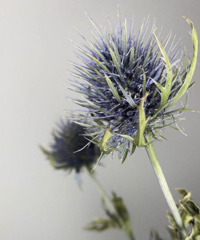 Эрингиум синий, поштучно 