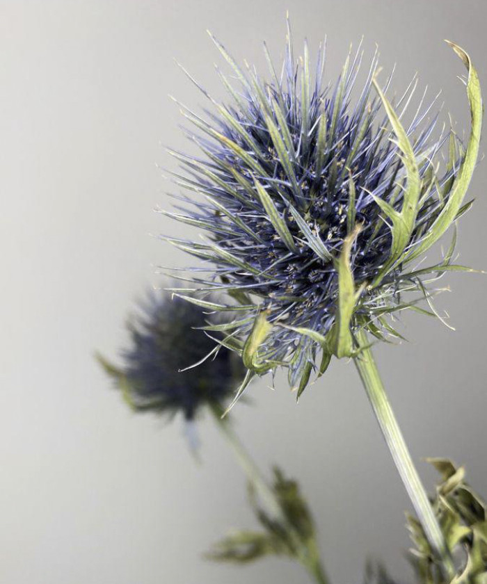Эрингиум синий, поштучно 