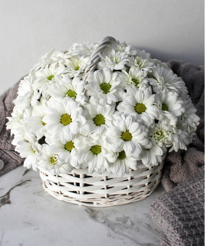 Ромашковая хризантема в корзине 