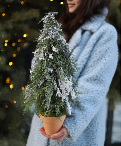 Живая ель "Таинственный лес", 30 см