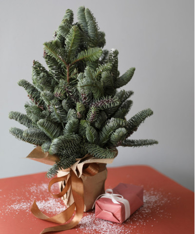 Живая ель "Шайн", 45-50 см