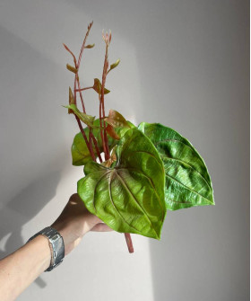 Листья водяной лилии