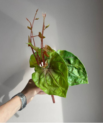 Листья водяной лилии