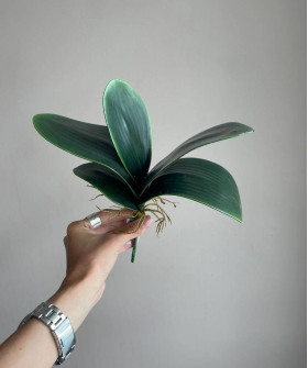 Листья орхидеи