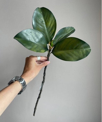 Листья магнолии на ветке