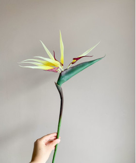 Цветок стрелиции