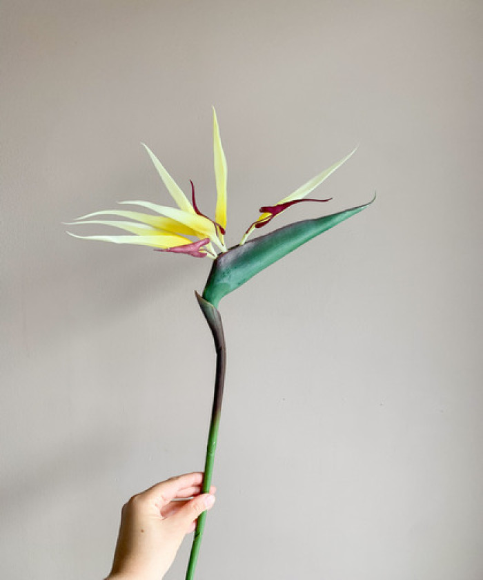 Цветок стрелиции