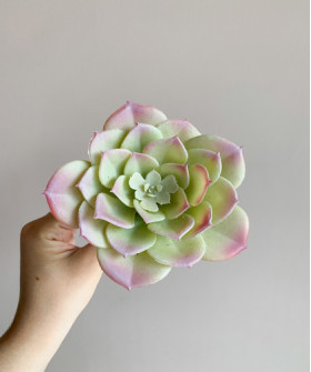 Суккулент розовый, Эхеверия d10см