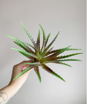 Суккулент Алоэ 15см