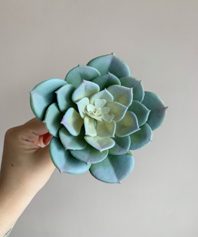 Суккулент, Эхеверия d10см