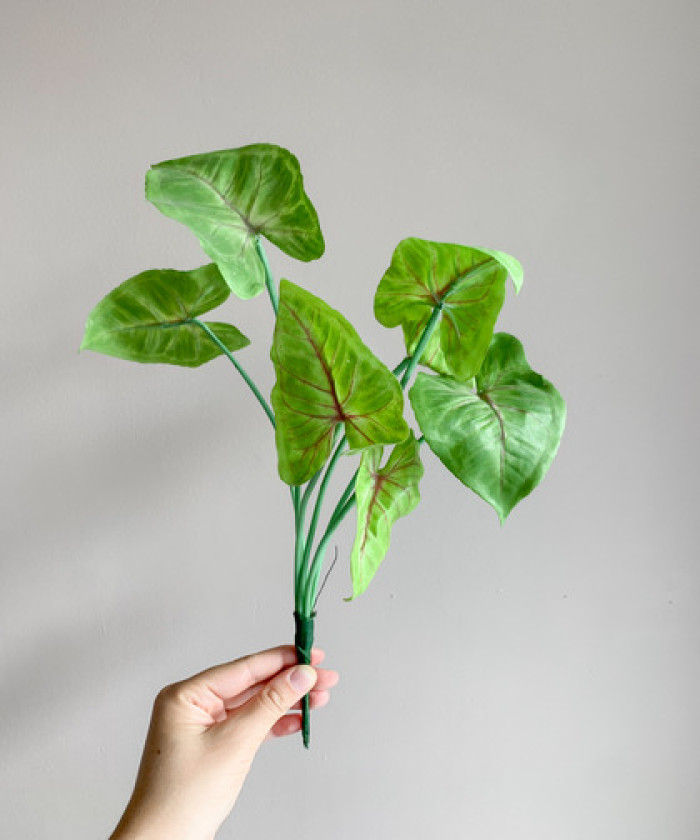 Сингониум 20см