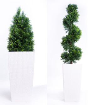 Туя закрученная 160 см