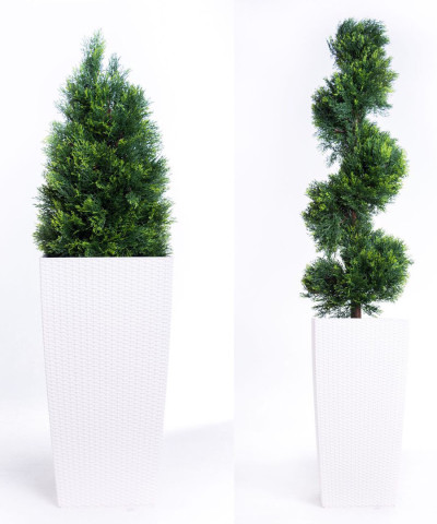 Туя закрученная 160 см