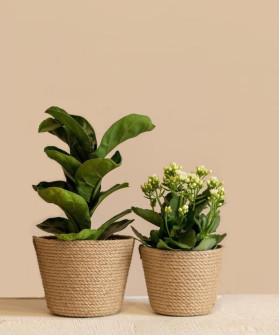 Корзина "Plante", 16 см