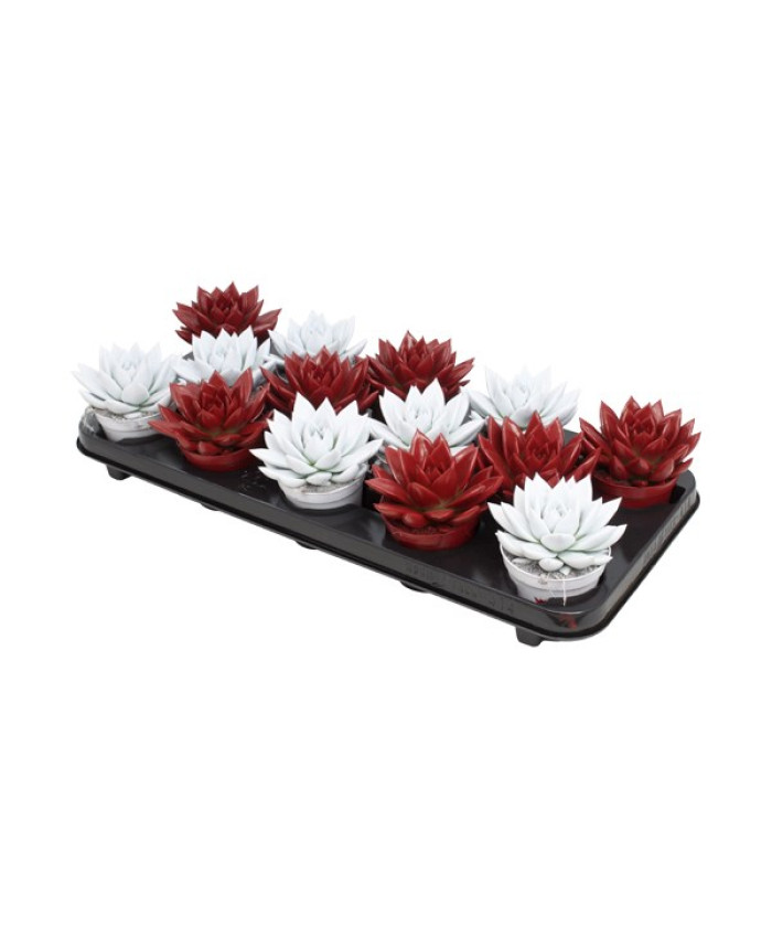 Эхеверия красно-белый