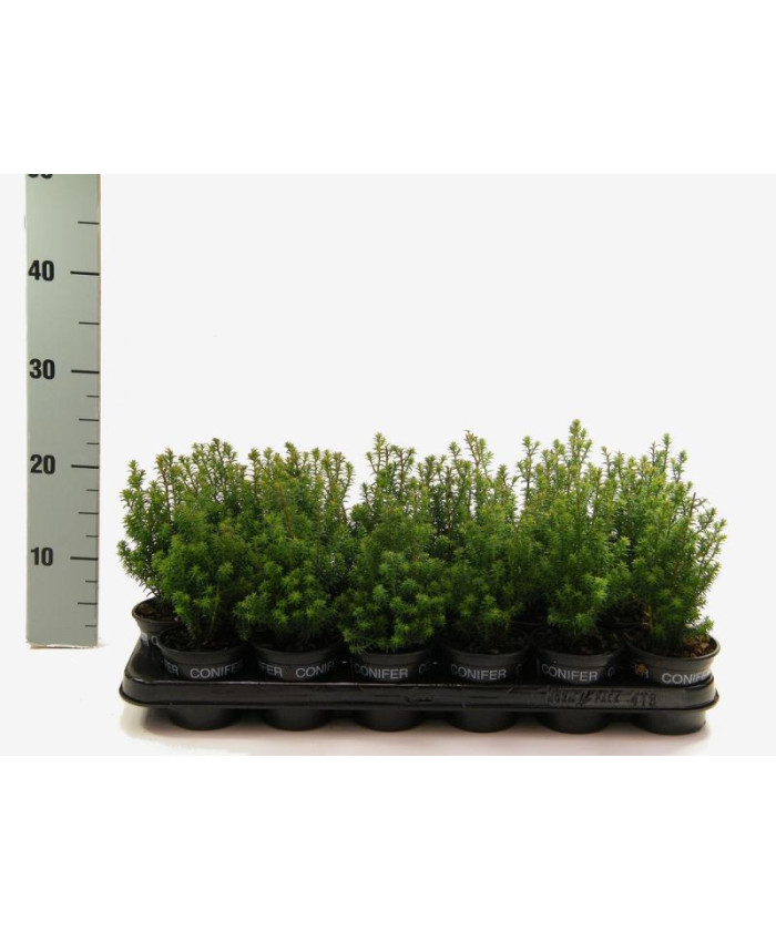 Хамаекипарис Топ Поинт 9/28см