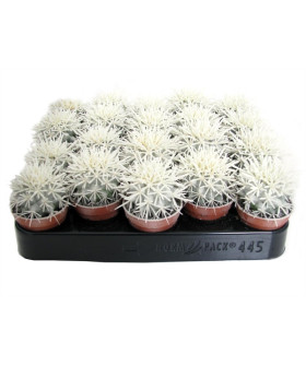 Эхинокактус Грузони светящийся в темноте