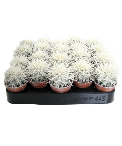 Эхинокактус Грузони светящийся в темноте